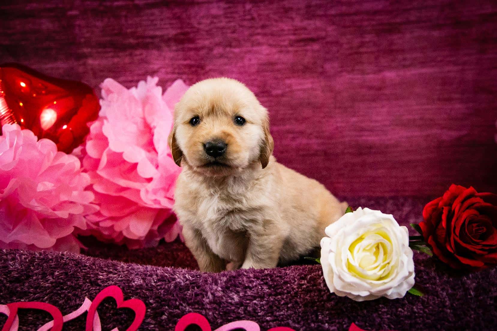 past-litters-nadina-golden-retrievers