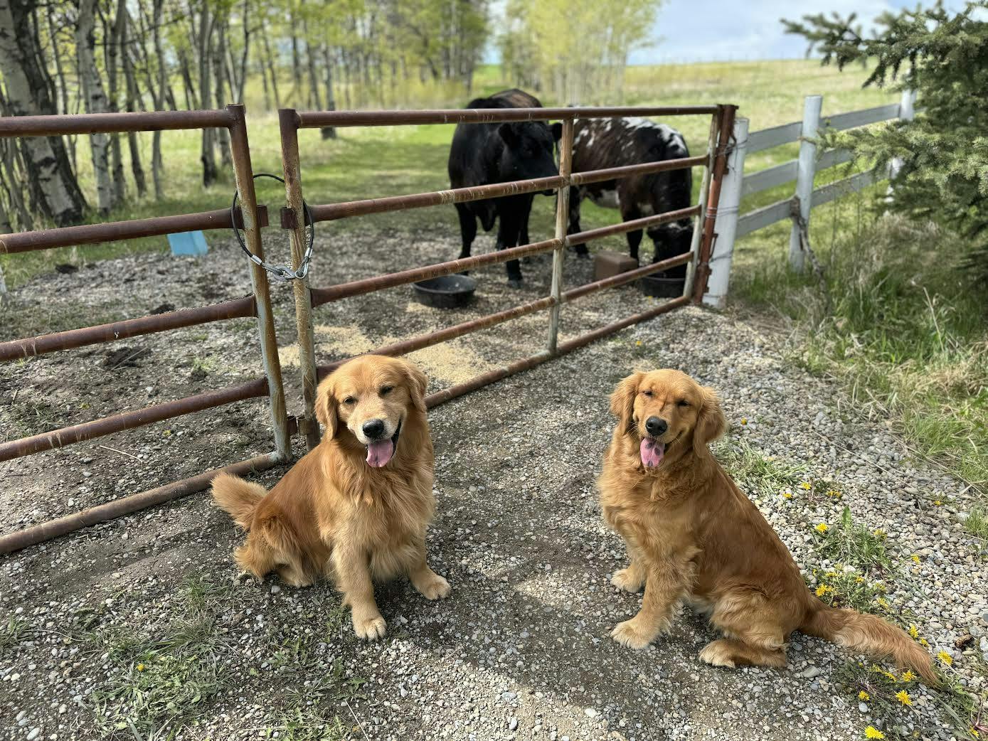 Ember and Joy Golden Retrievers on a farm